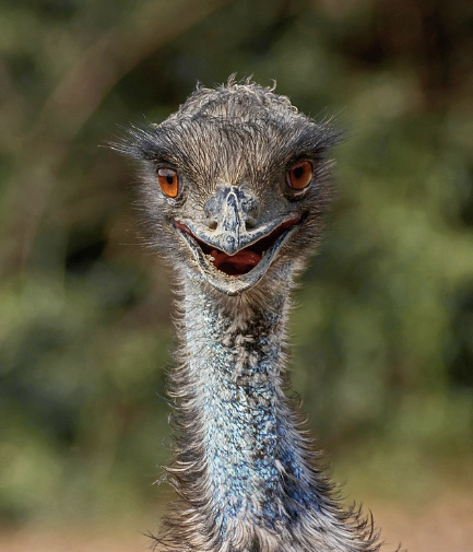 emu